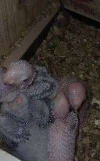 جوجه گرینچیک آماده دستی کردن