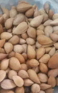 بادام تلخ