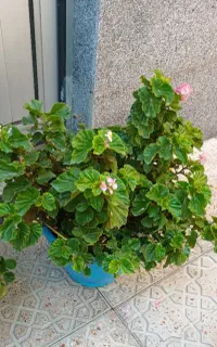 گل های شاداب زیبا