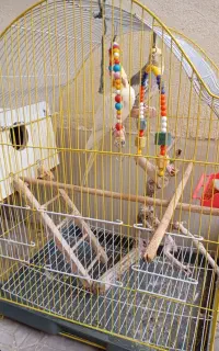 دو عدد عروس هلندی نر و ماده