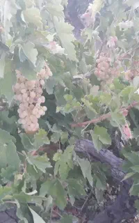 انگور عسگری، ازنا سکوند