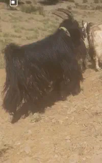 فروشی