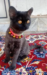 واگذاری گربه دی اس اچ ماده