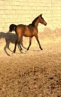 اسب نر عبیان