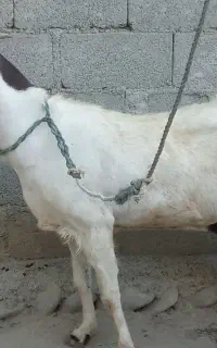 بزخوب بزرگ مناسب برای مال داری