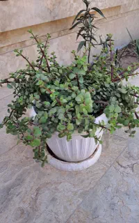 گلدان کراسولا