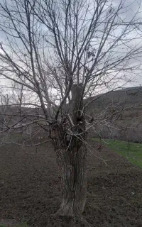 بیل زنی و حرس درخت