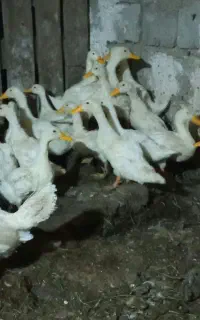 بلدرچین با اردک