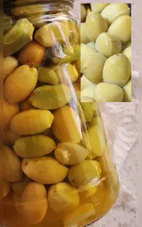 خرما خارک نارس برهی