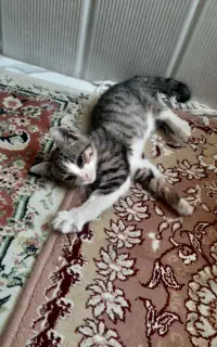 گربه