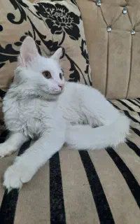 میکس DSH پرشین سفید