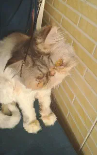 پرشین سوپر فلت