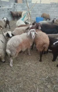 میش افشاری داشتی