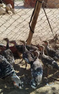 خرید بو قلمو ده تا