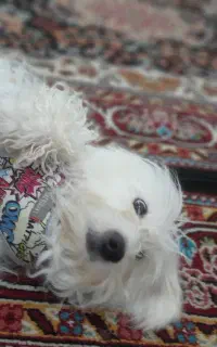 سگ پاکوتاه