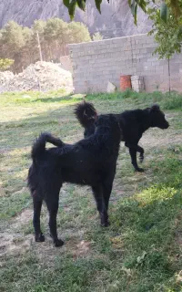 جفت سگ گله ای نگهبان