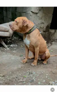 واگذاری پیت بول تریر نر ۲سال ونیم شجره دار