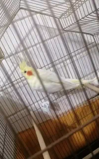 عروس هلندی ماده