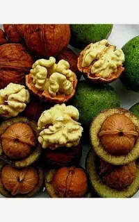 گردو