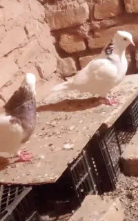 جفت طوقی کاکلی خوشگل