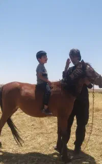 اسب عرب آبستن سنگین