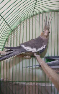 عروس هلندی جفت