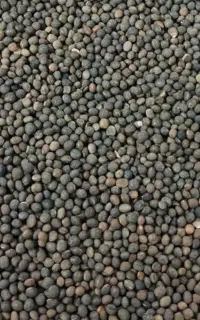 سیاه دانه قارادنه