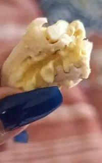 گردوتازه