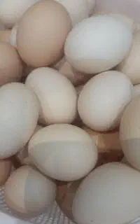تخم مرغ خانگی