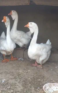 جفت قو‌ غاز لیندا مولد
