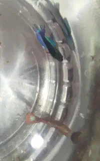 ماهی فایتر ماده ابی و قرمز