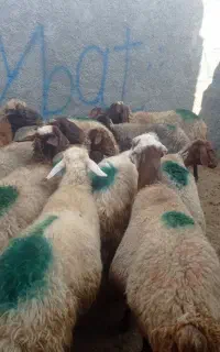 گوسفندجوان