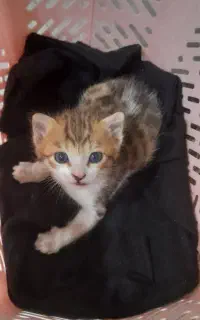 گربه کوچولو