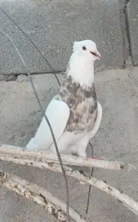 طوقی آجری و الماسی