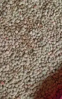 عدسی امسال