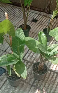 قشنگ و متفاوت