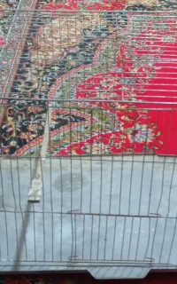 قفس پرنده