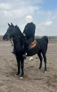 اسب نریان مشکی