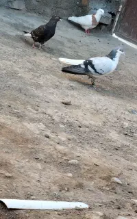 کبوتر