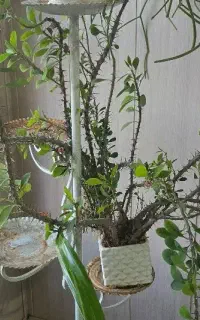گل مرجان بزرگ، هدیه