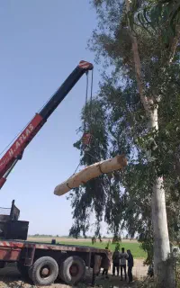 چوب  اکالیپتوس مورد مرکبات درخت