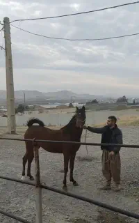 کره چابک