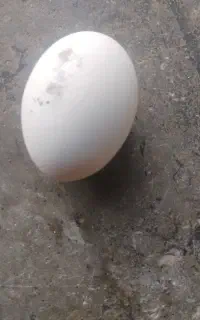 چشم نظر