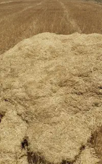 کاه جو