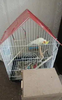 عروس هلندی