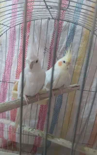 دوعدد عروس هلندی