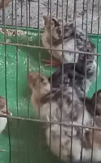 جوجه بوقلمون محلی