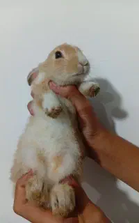 بچه خرگوش
