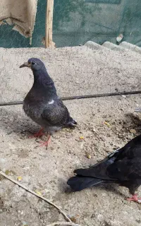 کبوتر گم شده