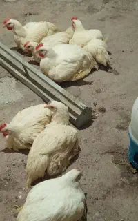 مرغ کانتی گوشتی